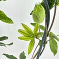 Close-up of lush green foliage and budding flower with contrasting leaves on a light background.