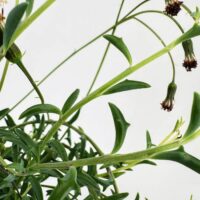 Vibrant green plant with glossy leaves, small buds, and contrasting earthy flowers in natural light.