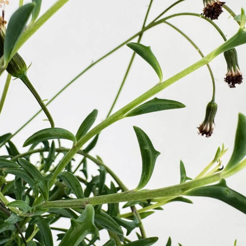 Vibrant Green Plant with Glossy Leaves and Buds Vibrant green plant with glossy leaves, small buds, and contrasting earthy flowers in natural light.