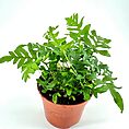 Lush green plant in terracotta pot on white background, showcasing indoor gardening beauty.