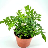 Lush green plant in terracotta pot on white background, showcasing indoor gardening beauty.