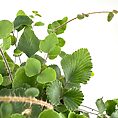 Lush, vibrant green plant with heart-shaped leaves and slender stems on a bright white background.