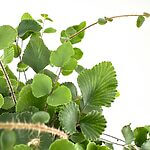 Pellaea Rotundifolia Button Fern