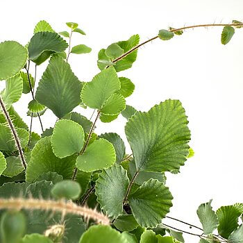Lush, vibrant green plant with heart-shaped leaves and slender stems on a bright white background.