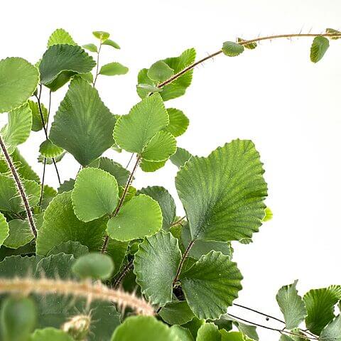 Lush, vibrant green plant with heart-shaped leaves and slender stems on a bright white background.