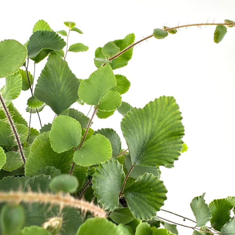 Lush, vibrant green plant with heart-shaped leaves and slender stems on a bright white background.