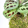 Vibrant plant with broad green leaves, dark markings, maroon splashes, and moss base.