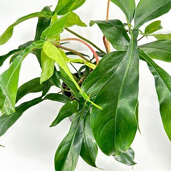 Lush green plant with vibrant leaves against white background, showcasing natural beauty and freshness.