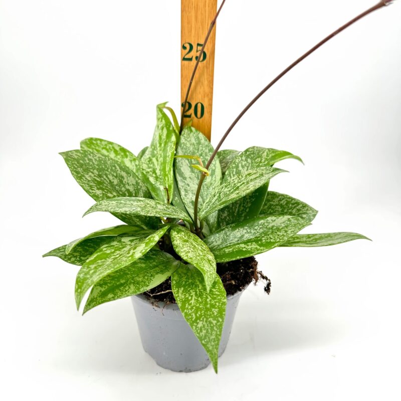 Vibrant Green Plant with Growth Guide Ruler Healthy green plant in pot with measuring stick, displaying glossy leaves and growth potential.