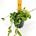 Lush green houseplant in black pot with wooden ruler for height comparison.