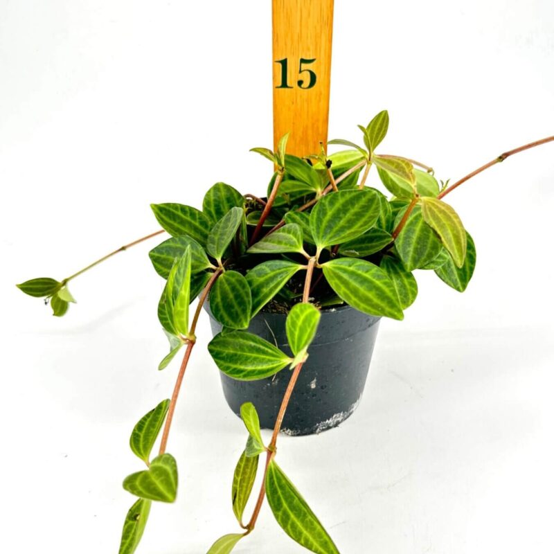 Vibrant Green Houseplant with Wooden Height Ruler Lush green houseplant in black pot with wooden ruler for height comparison.