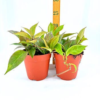 Potted plants with terracotta pots, green leaves, on white background with ruler for scale.
