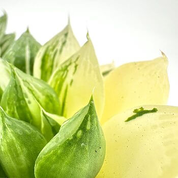 Succulent leaves in green and yellow hues, showcasing textures and natural beauty.