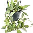 Lush green hanging plant in dark pot against white background, ideal for indoor decor.