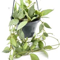 Lush green hanging plant in dark pot against white background, ideal for indoor decor.
