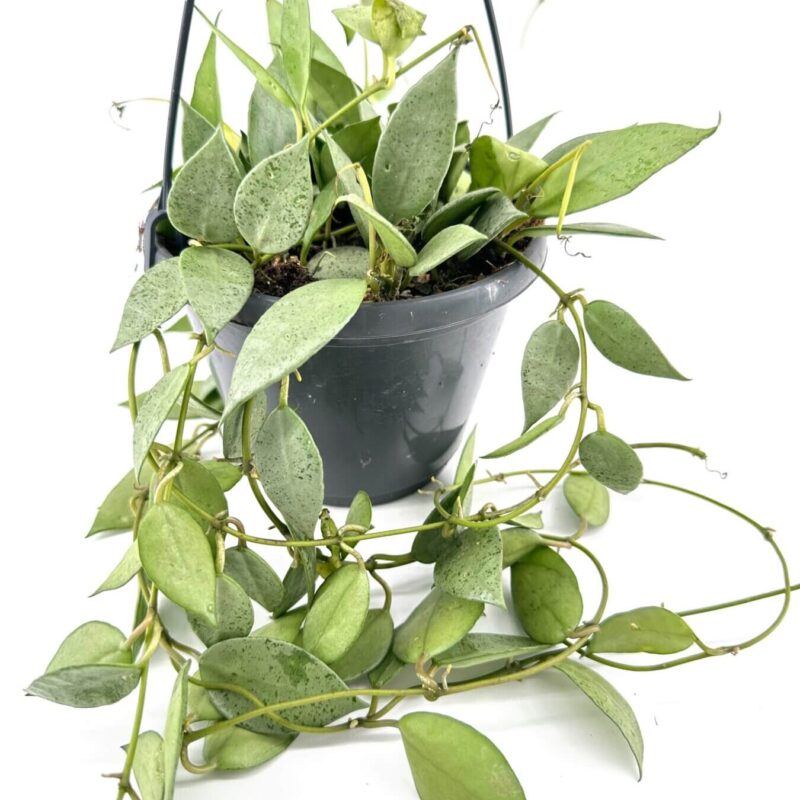Elegant Indoor Hanging Plant in Dark Pot Lush green hanging plant in dark pot against white background, ideal for indoor decor.