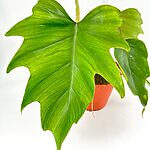 Philodendron Mayoi