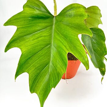 Glossy tropical plant leaf, heart-shaped, vibrant green, in terracotta pot.