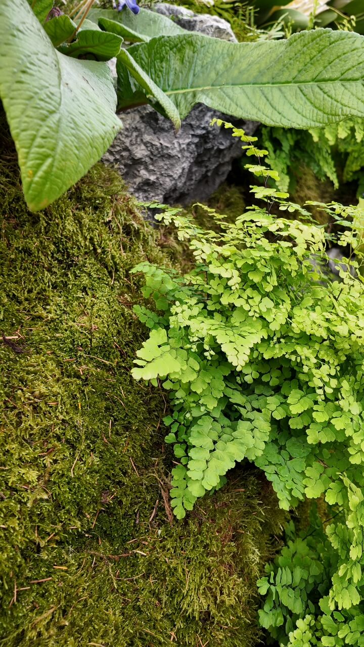 Lush foliage with moss, heart-shaped leaves, twigs, and glossy large leaf in serene forest scene.