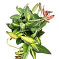 Lush green plant with varied leaves in terracotta pot, vibrant indoor garden.