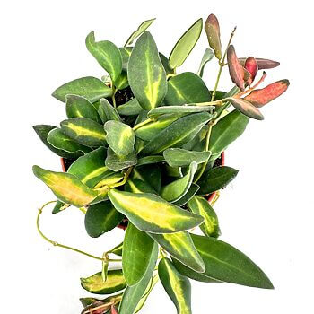 Lush green plant with varied leaves in terracotta pot, vibrant indoor garden.