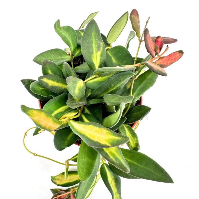 Lush Greenery in a Terracotta Pot Lush green plant with varied leaves in terracotta pot, vibrant indoor garden.