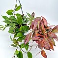 Hanging green and red houseplants with heart-shaped and burgundy leaves on a white background.