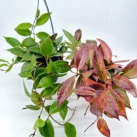 Hanging green and red houseplants with heart-shaped and burgundy leaves on a white background.