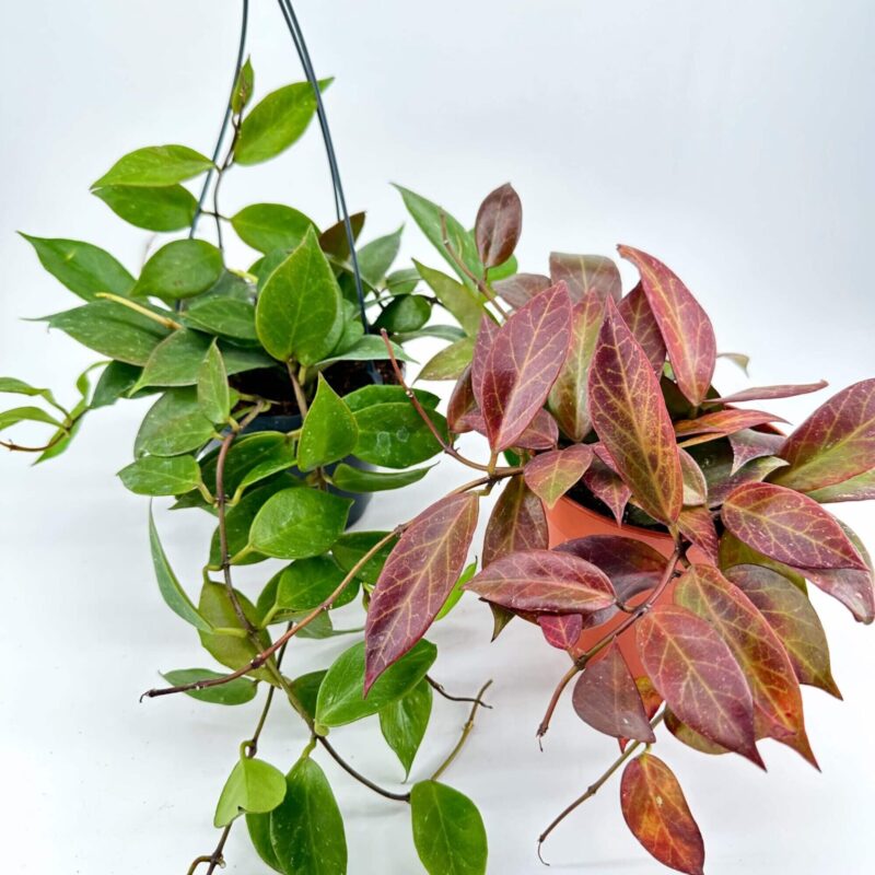 Vibrant Hanging Houseplants: Green and Burgundy Contrast Hanging green and red houseplants with heart-shaped and burgundy leaves on a white background.