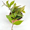 Vibrant green indoor plant in terracotta pot with glossy leaves and rich soil.