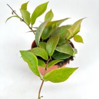 Vibrant green indoor plant in terracotta pot with glossy leaves and rich soil.
