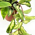Vibrant Hoya plant in terracotta pot with glossy green leaves and trailing stems.