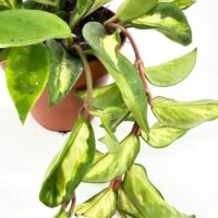 Vibrant Hoya plant in terracotta pot with glossy green leaves and trailing stems.