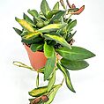 Vibrant indoor plant in terracotta pot with variegated leaves on a minimalistic background.