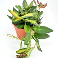 Vibrant indoor plant in terracotta pot with variegated leaves on a minimalistic background.