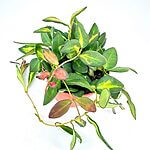 Hoya Burtoniae Variegata Wax Plant