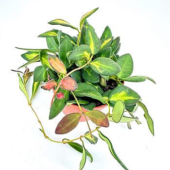 Vibrant indoor plant in terracotta pot with green, red, and yellow leaves.