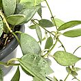 Vibrant elliptical leaves on a lush vine in a dark gray pot.