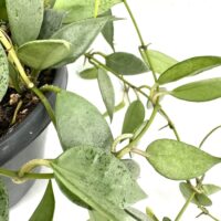 Vibrant elliptical leaves on a lush vine in a dark gray pot.