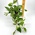 Vibrant trailing indoor plant with ruler for size reference against a white background.