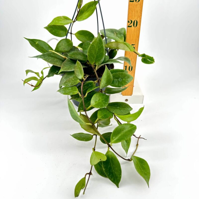 Indoor Trailing Plant with Wooden Ruler Reference Vibrant trailing indoor plant with ruler for size reference against a white background.