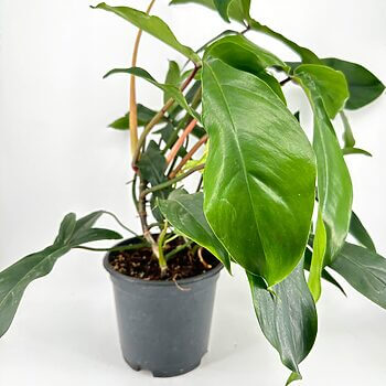 Vibrant green indoor plant in a dark gray pot against a white background.