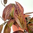 Vibrant houseplant with reddish-brown and green leaves in a textured terracotta pot.