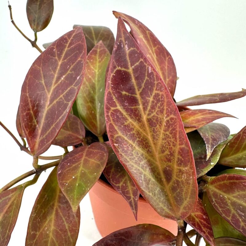 Stunning Indoor Plant with Bold Reddish-Brown Leaves Vibrant houseplant with reddish-brown and green leaves in a textured terracotta pot.