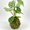 Kokedama plant with green leaves and moss ball on white background.