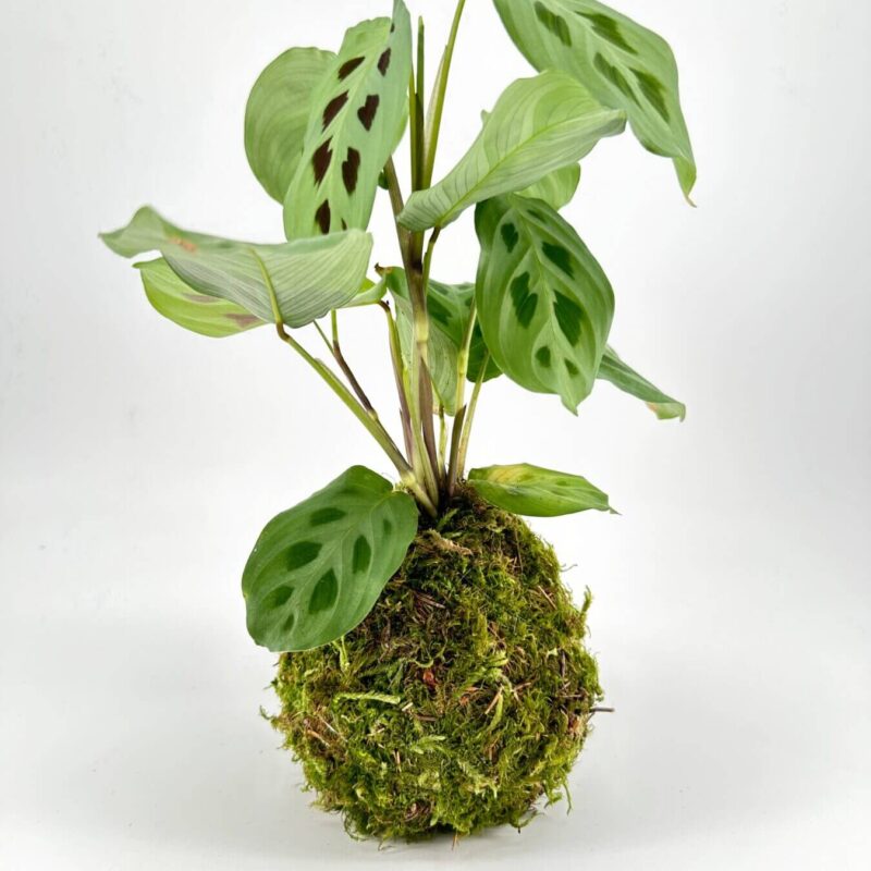 Elegant Kokedama: Vibrant Greenery on White Background Kokedama plant with green leaves and moss ball on white background.