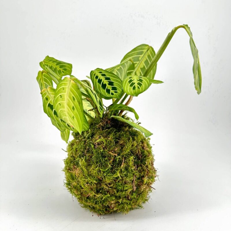 Elegant Green Kokedama: Natures Artful Display Kokedama plant display with vibrant green moss ball and ornamental leaves.