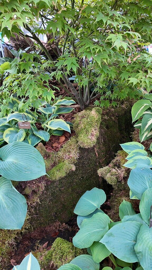 Lush green garden with hosta leaves, maple-like tree, moss-covered rock, and plant identification sign.