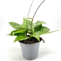 Variegated pothos plant in grey pot with lush foliage on white background.