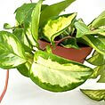 Variegated pothos with heart-shaped green and yellow leaves in a terracotta pot against white background.